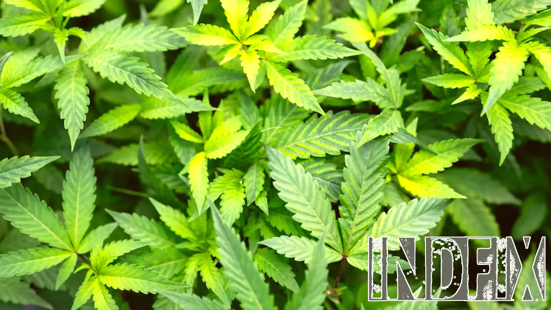 Minnesota Extends Cannabis Business License Application Deadline Due to System Outage