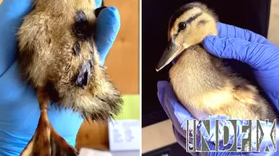 Chicago Canal Faces Environmental Crisis Due to Asphalt Spill