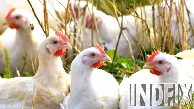 Customers Turn to Backyard Chickens Amid Egg Shortages and Price Hikes