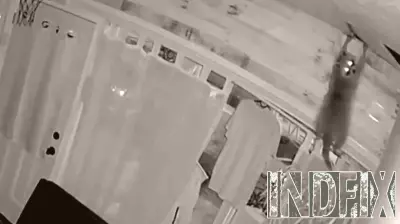 Raccoon crashes through ceiling of Allegheny County business, leaving owner with canceled orders
